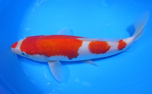 錦屋養鯉場 　紅白　26cm　 錦鯉販売　通信販売　錦屋養鯉場