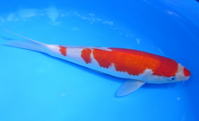 錦屋養鯉場 　紅白　26cm　 錦鯉販売　通信販売　錦屋養鯉場
