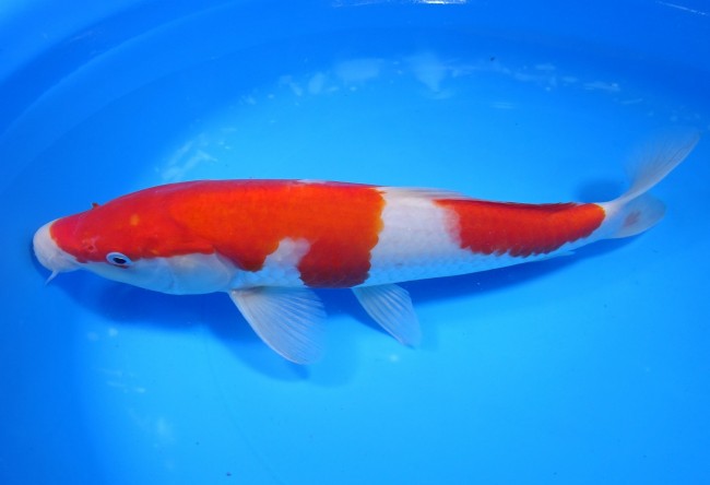 錦屋養鯉場 　紅白　27cm　 錦鯉販売　通信販売　錦屋養鯉場