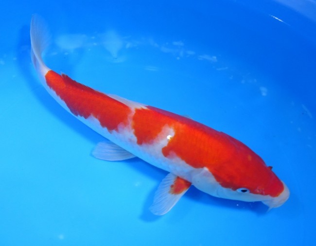 錦屋養鯉場 　紅白　27cm　 錦鯉販売　通信販売　錦屋養鯉場