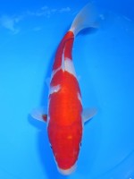  　紅白　27cm　 