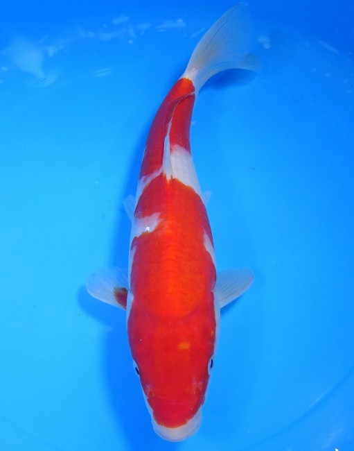 錦屋養鯉場 　紅白　27cm　 錦鯉販売　通信販売　錦屋養鯉場