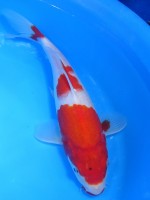  　紅白　27cm　 