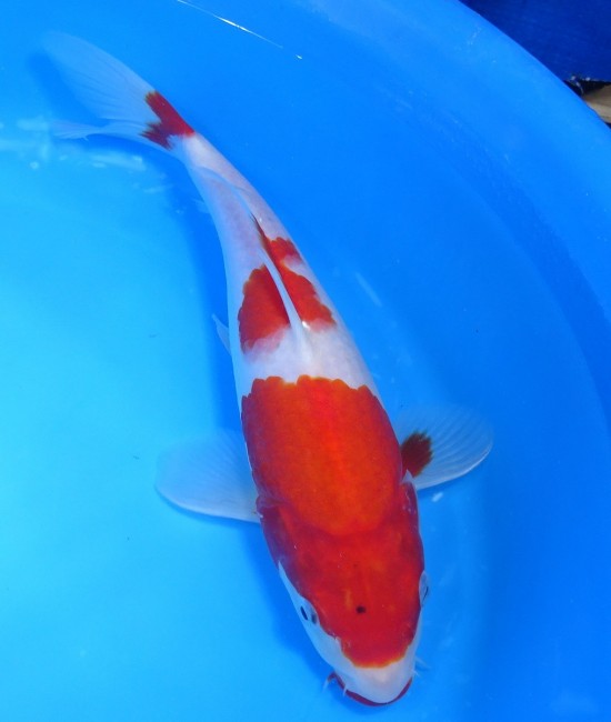 錦屋養鯉場 　紅白　27cm　 錦鯉販売　通信販売　錦屋養鯉場