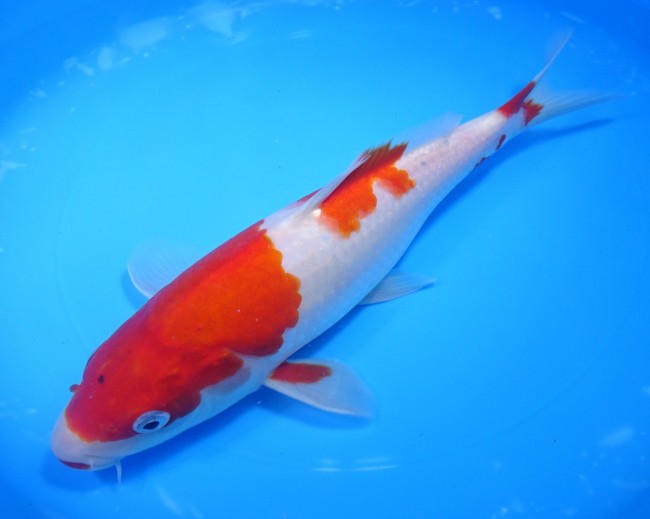 錦屋養鯉場 　紅白　27cm　 錦鯉販売　通信販売　錦屋養鯉場