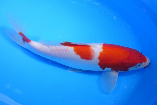 錦屋養鯉場 　紅白　27cm　 錦鯉販売　通信販売　錦屋養鯉場