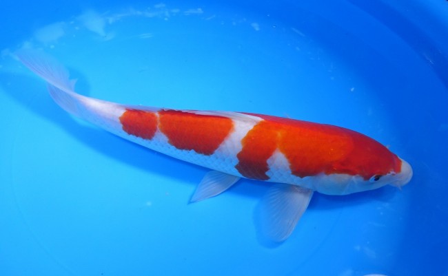 錦屋養鯉場 　紅白　31cm　 錦鯉販売　通信販売　錦屋養鯉場