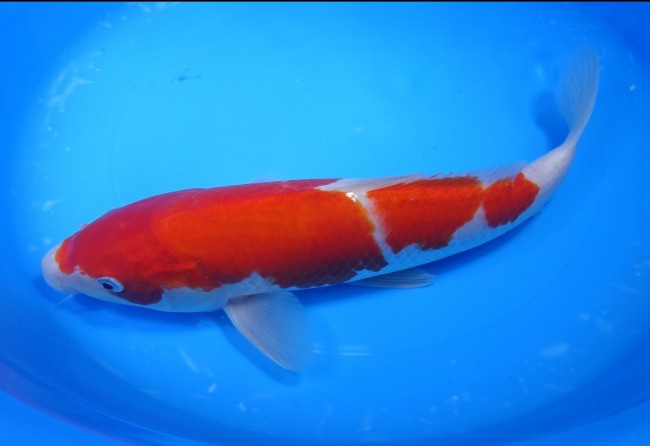 錦屋養鯉場 　紅白　31cm　 錦鯉販売　通信販売　錦屋養鯉場