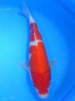  　紅白　31cm　