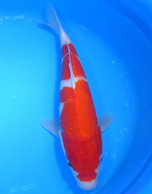 錦屋養鯉場 　紅白　31cm　 錦鯉販売　通信販売　錦屋養鯉場