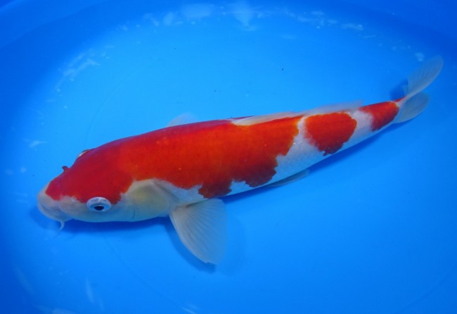 錦屋養鯉場 　紅白　28cm　 錦鯉販売　通信販売　錦屋養鯉場