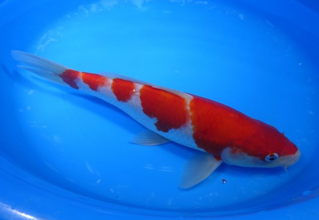 錦屋養鯉場 　紅白　28cm　 錦鯉販売　通信販売　錦屋養鯉場