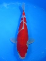  　紅白　28cm　 