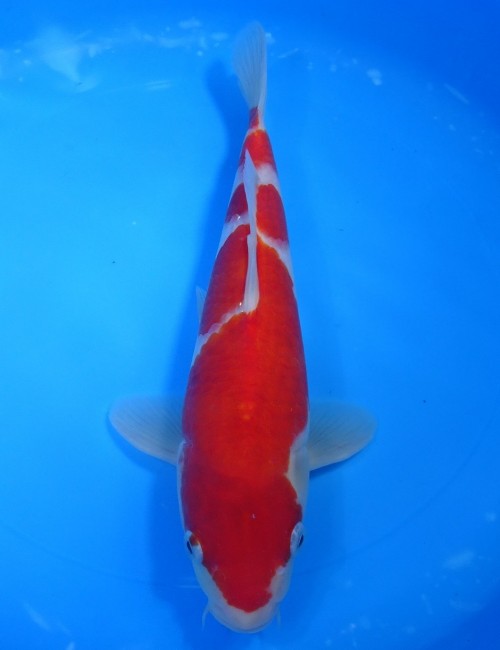錦屋養鯉場 　紅白　28cm　 錦鯉販売　通信販売　錦屋養鯉場