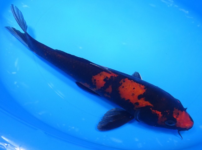 錦屋養鯉場　緋写り　26cm　錦鯉販売　通信販売　　錦鯉養鯉