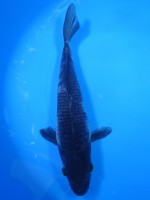 　影 白写り　22cm　