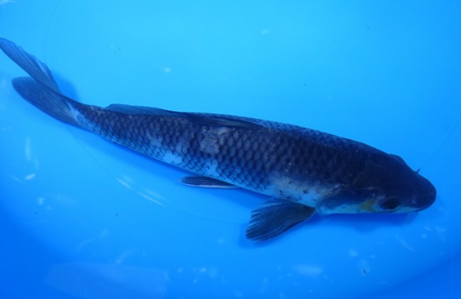 錦屋養鯉場　影 白写り　22cm　錦鯉販売　通信販売　　錦鯉養鯉