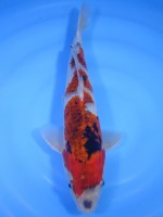  　 ころも三色　31cm 　 
