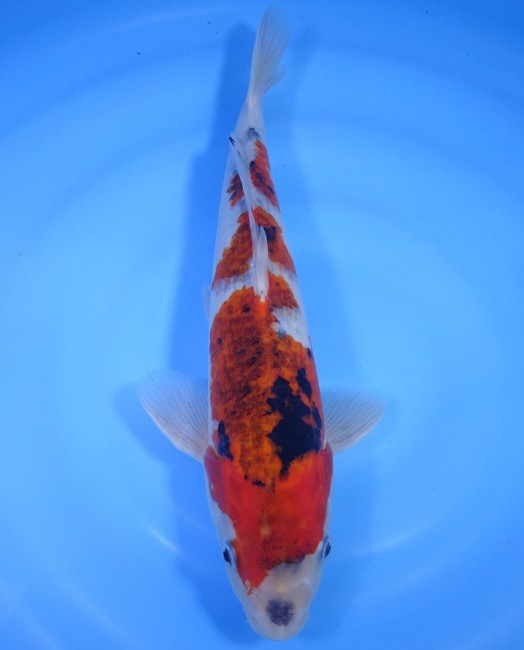 錦屋養鯉場 　ころも三色　31cm 　 錦鯉　通信販売　錦屋養鯉場