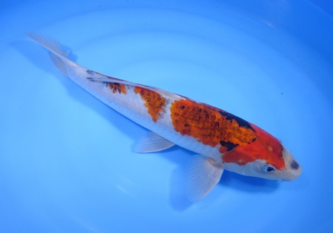 錦屋養鯉場 　ころも三色　31cm 　 錦鯉　通信販売　錦屋養鯉場
