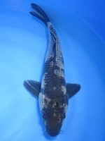　影 白写り　33cm　