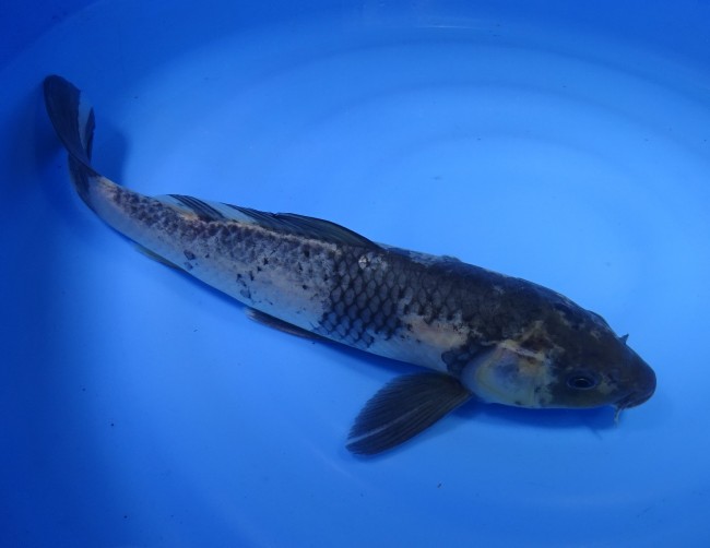 錦屋養鯉場　影 白写り　33cm　錦鯉販売　通信販売　　錦屋養鯉場