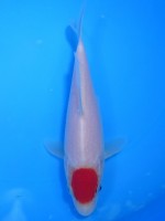  　丹頂 紅白　17cm 　