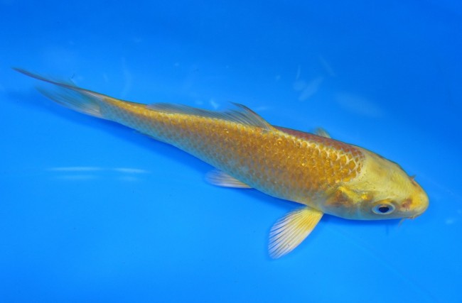 錦屋養鯉場 　黄金　13cm 　錦屋養鯉場 　錦鯉販売　通信販売
