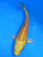  　黄金　13cm 　