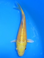 　黄金　15cm 　