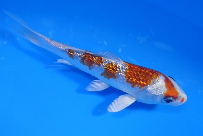 錦屋養鯉場 　ダイヤ銀鱗 ころも黄金　13cm 　 錦鯉　通信販売　錦屋養鯉場