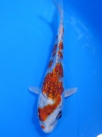 　ダイヤ銀鱗 ころも黄金　13cm 　 