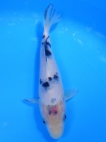  　白べっ甲　17cm  　