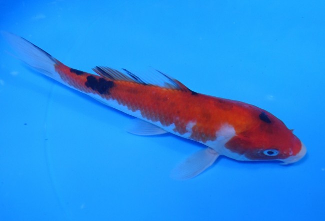 錦屋養鯉場 　大正赤三色　16cm　 錦鯉販売　通信販売　錦屋養鯉場