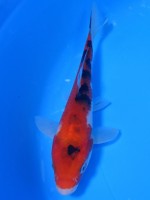  　大正赤三色　16cm　