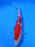 　紅白　15cm　 