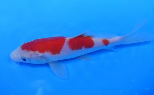 錦屋養鯉場 　紅白　15cm　 錦鯉販売　通信販売　錦屋養鯉場
