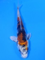  　金昭和　14cm　 