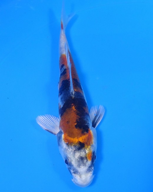 錦屋養鯉場 　金昭和　14cm　 錦鯉販売　通信販売　錦屋養鯉場