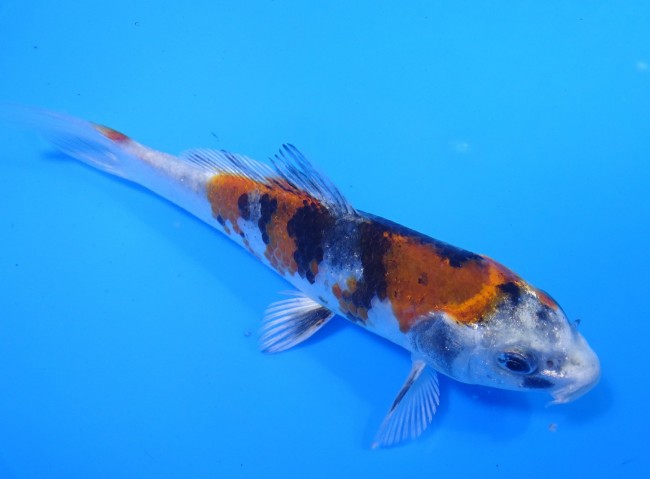 錦屋養鯉場 　金昭和　14cm　 錦鯉販売　通信販売　錦屋養鯉場