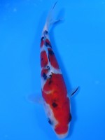 　 大正三色　17cm　