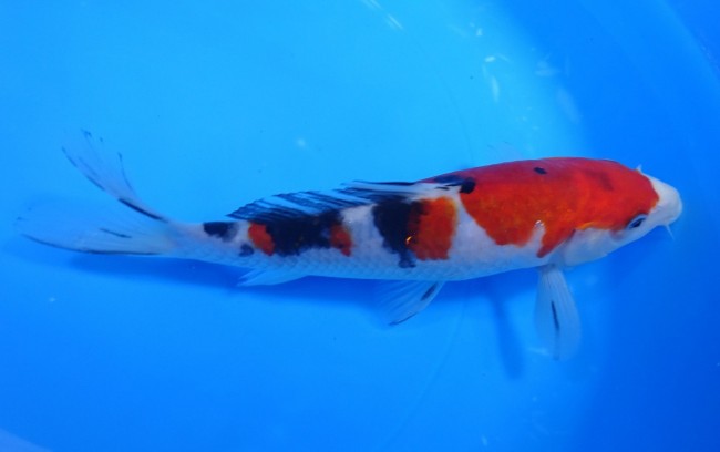 錦屋養鯉場　 大正三色　18cm　錦鯉販売　通信販売　錦屋養鯉場