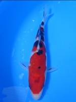 　 大正三色　18cm　