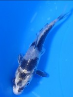 　  銀白写り　11cm　
