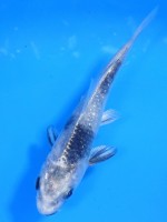 　 パール銀鱗 銀白写り　11cm　