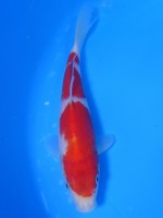  　三段 紅白　18cm　 