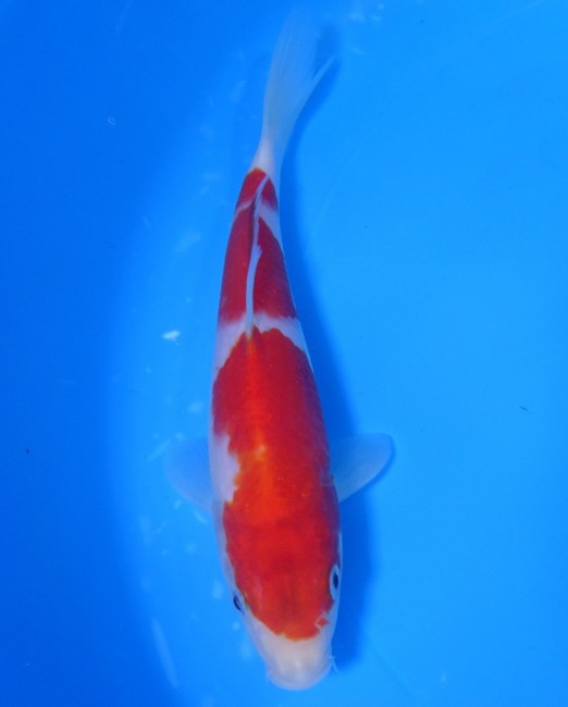 錦屋養鯉場 　三段 紅白　18cm　 錦鯉販売　通信販売　錦屋養鯉場