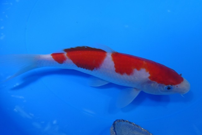 錦屋養鯉場 　紅白　18cm　 錦鯉販売　通信販売　錦屋養鯉場