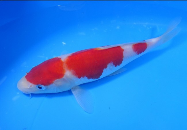 錦屋養鯉場 　紅白　20cm　 錦鯉販売　通信販売　錦屋養鯉場