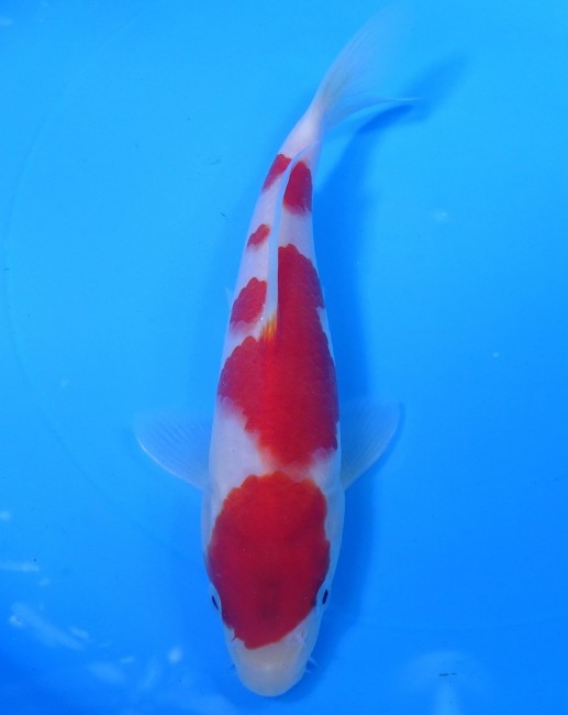 錦屋養鯉場 　紅白　20cm　 錦鯉販売　通信販売　錦屋養鯉場